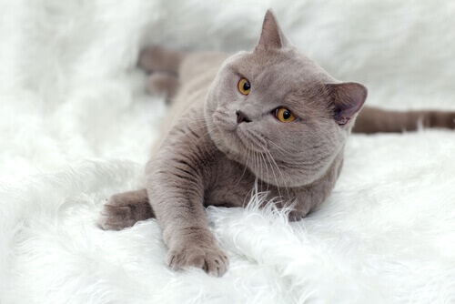 Tutto sul British Shorthair