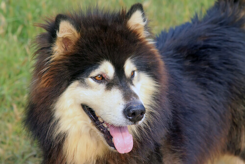 Il vostro cane soffre di alitosi? Combattetela!