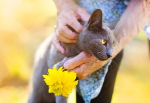Effetti benefici dei gatti sulla salute