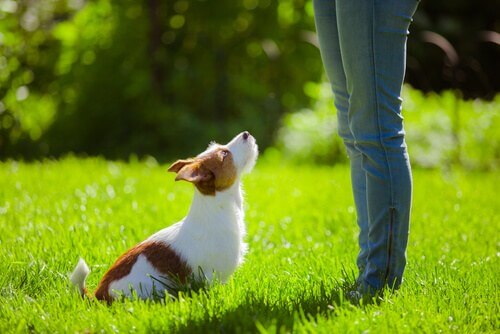 Educare il cane al richiamo