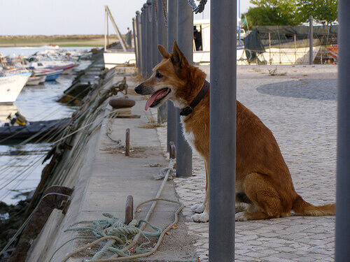Ricambiate la lealtà del vostro cane