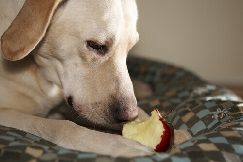 Frutta proibita ai cani