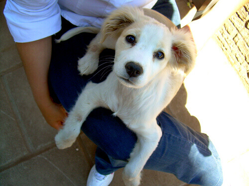 Non avete un cane, è lui ad avervi!