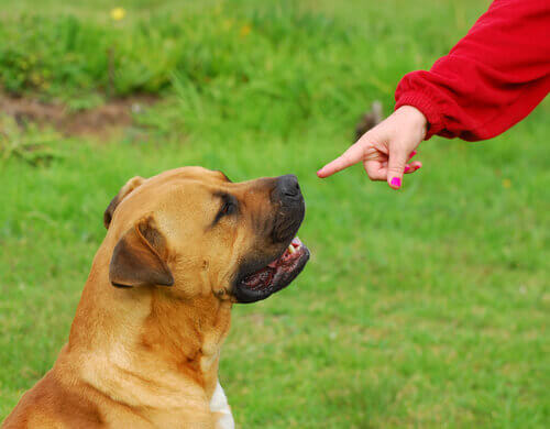 Un cane sordo impara la lingua dei segni