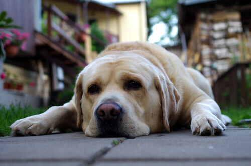 Come posso sapere se il cane è stressato?