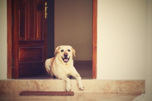 Come insegnare al vostro cane ad aspettare fuori