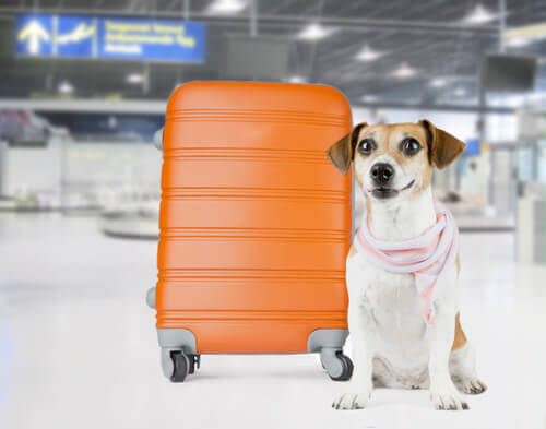 L'aeroporto di New York crea un terminal per animali