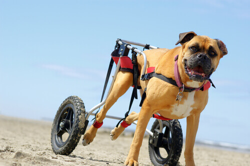 Carrellini per cani con mobilità ridotta