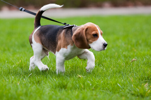 cucciolo di beagle passeggia al guinzaglio