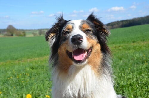 Le emozioni degli animali