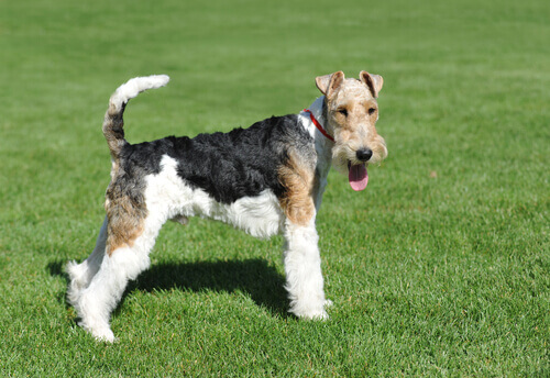 fox-terrier-2