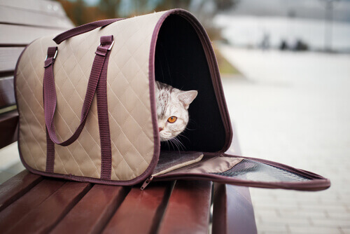 gatto-in-borsa