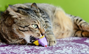 Il picacismo nei gatti