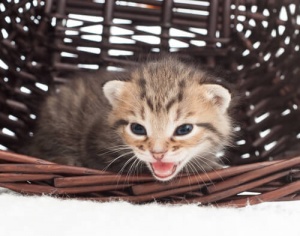 Come identificare i miagolii dei gatti?