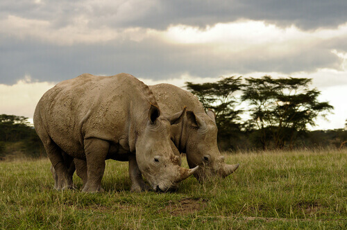 Muore uno degli ultimi rinoceronti bianchi del Nord