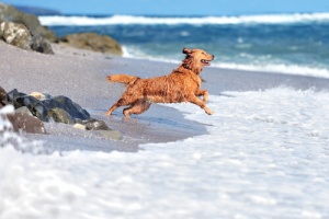 Spiagge e piscine: la sicurezza del cane