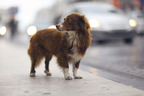Cosa fare se smarrite il vostro cane?
