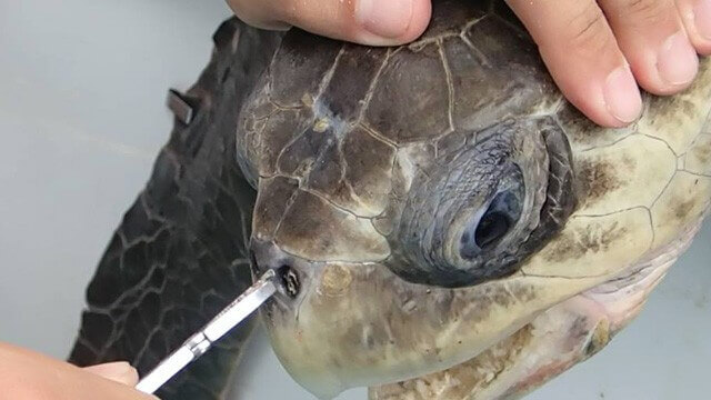 La sofferenza di una tartaruga per colpa dell’inquinamento dei mari