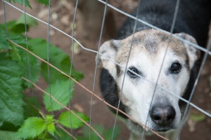 Lo Squadrone Orejitas