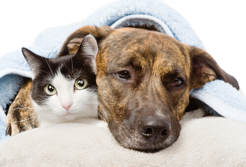 Il tumore della mammella in cani e gatti
