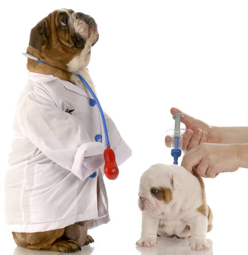 vaccini-cani