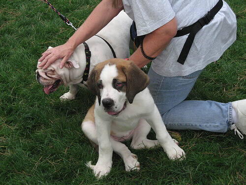 Quando tutto va storto, abbracciate il vostro cane