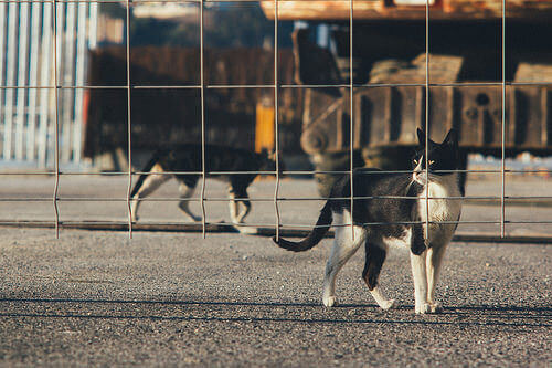 L'abbandono di animali