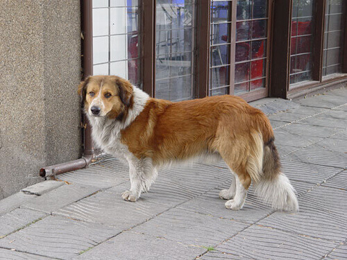 Una cagnolina dispersa percorre più di 50 km per tornare a casa