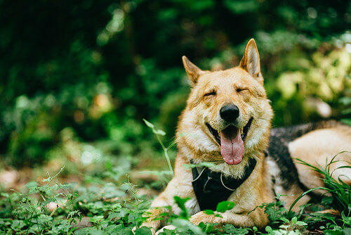 La musica classica diminuisce lo stress negli animali