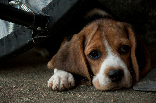 Qual è l'età media dei cani abbandonati?