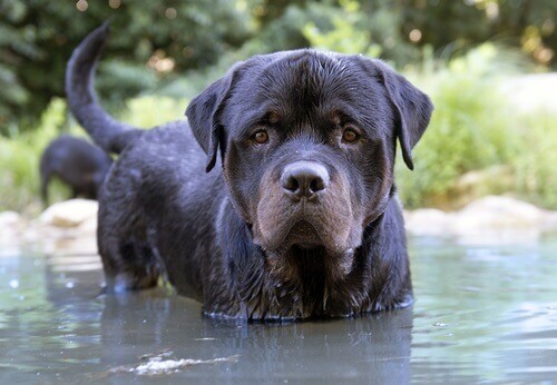 Orión, il cane che salvò 37 persone