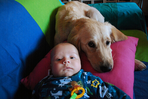 Una cagnolina allatta un bebè abbandonato
