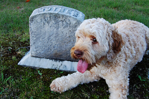 Cani fedeli oltre la morte