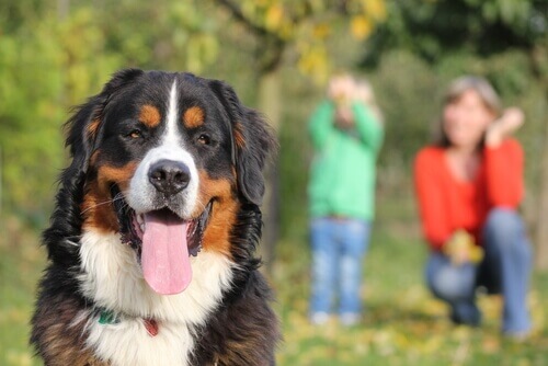 Gli amici più fedeli