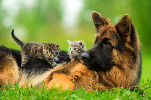 Una cagnolina adotta cuccioli di gatto