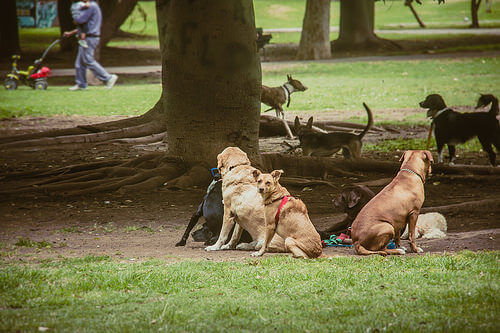 cani al parco