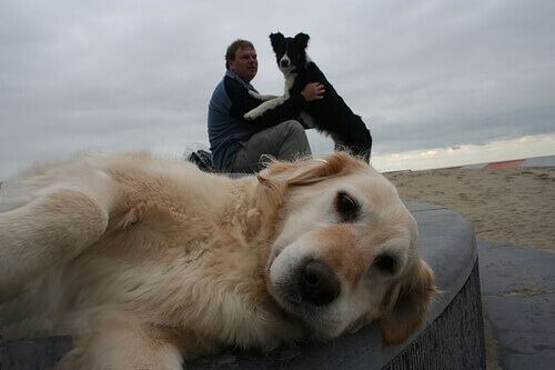 Come sapere se il vostro cane vi vuole bene