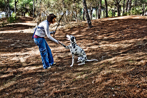 Come insegnare al cane a dare la zampa