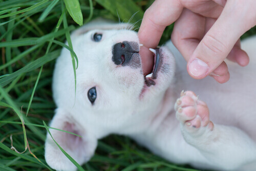 Cuccioli e dentizione canina