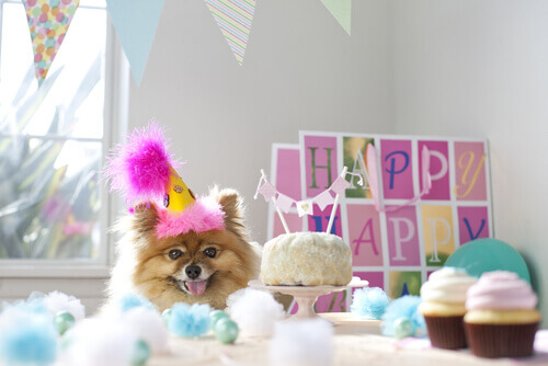 Una festa di compleanno per il vostro cane