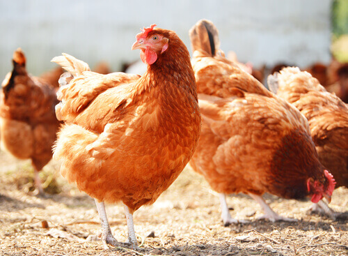 Sette consigli per allevare le galline