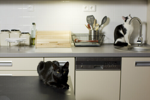 gatti-in-cucina