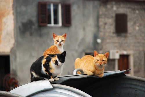 Un siriano dà da mangiare a 150 gatti vittime del conflitto