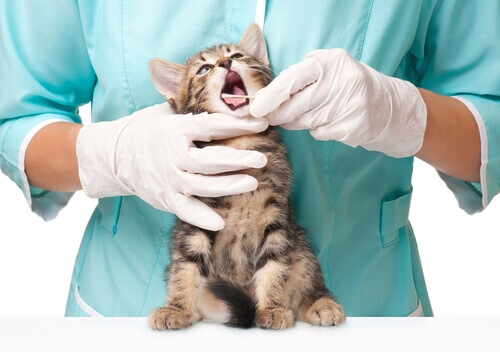 La carie nei gatti: curare l'igiene orale