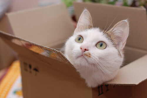 Gatto dentro una scatola