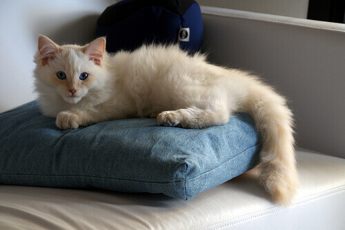 Cosa pensano i gatti delle persone