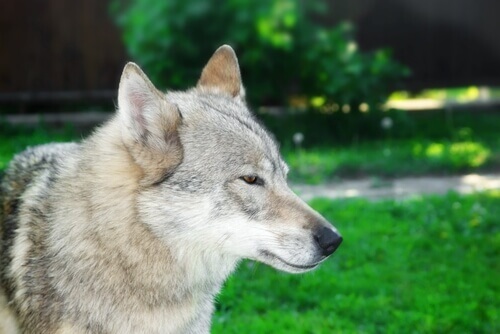 La storia di Laika, la cagnetta astronauta