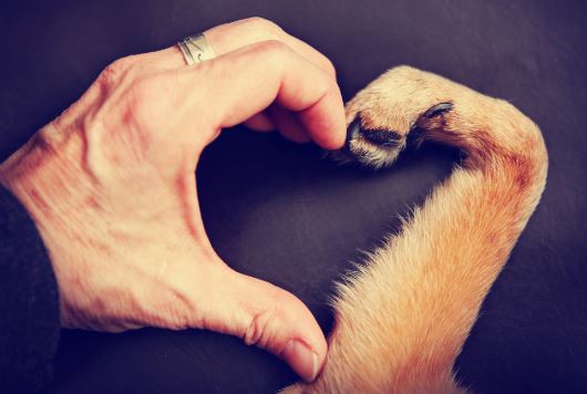 8 video sull'amore e il rispetto per gli animali