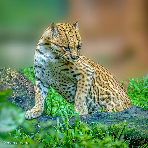 ocelotto-2