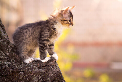 10 straordinarie abilità dei gatti